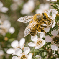 A bee pollinating the Manuka flower 